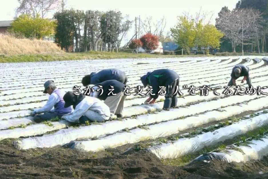 Xuất khẩu lao động ngành Nông nghiệp Nhật